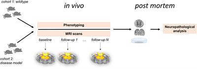Functional Connectivity Mapping in the Animal Model: Principles and Applications of Resting-State fMRI